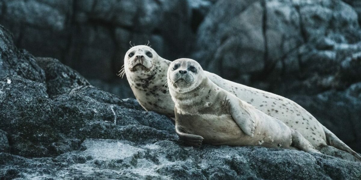 neil-cooper-uwI8R_FyLrI-unsplash-e1670244406712.jpg - PresaObiectiva