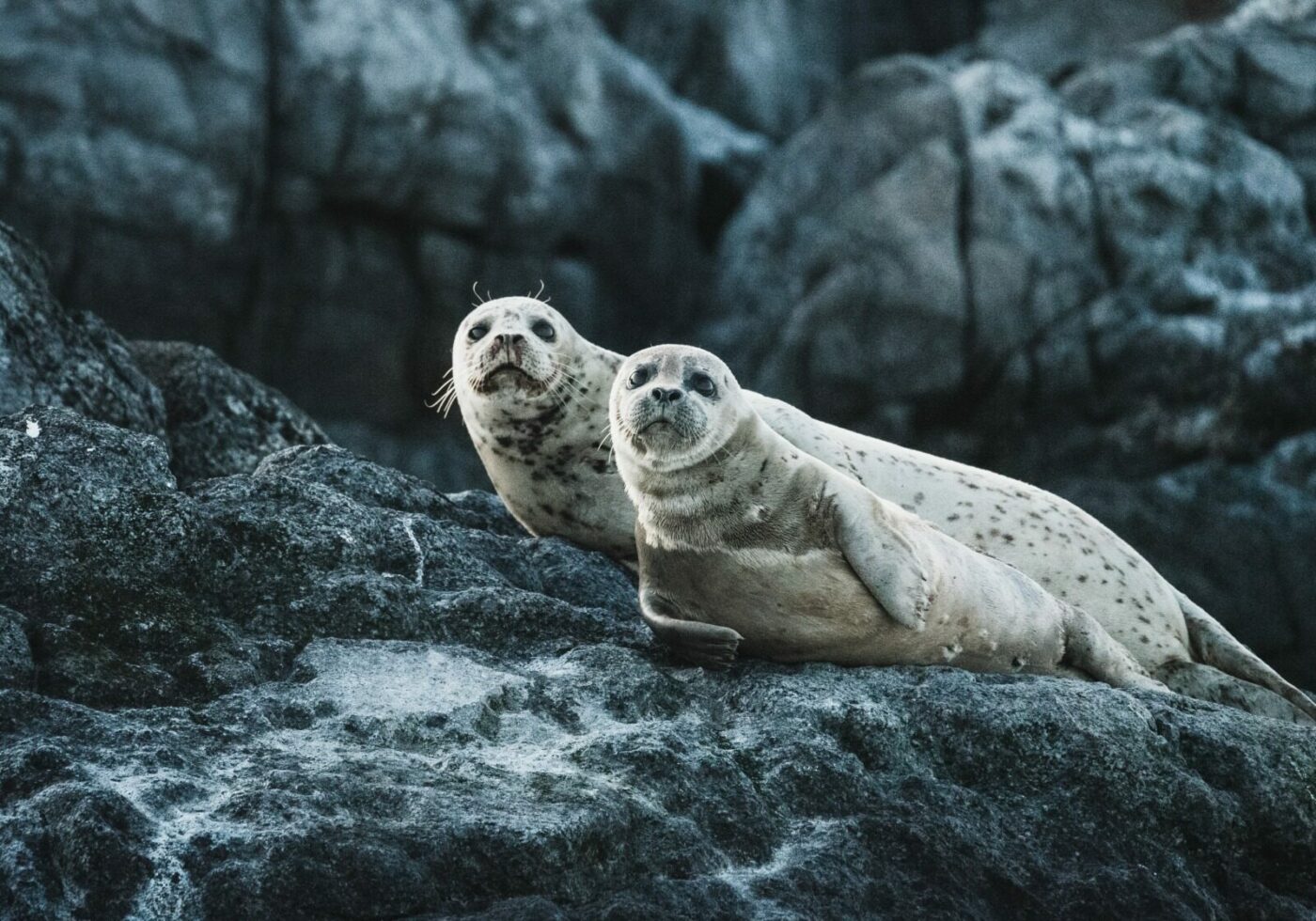 Tehnologia modernă schimbă modul în care conservatorii analizează populațiile de specii protejate, iar cazul plajei Newburgh din Aberdeenshire, Scoția, devine un exemplu de succes în utilizarea inteligenței artificiale pentru monitorizarea faunei marine