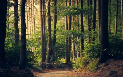 padure-copaci-fond-forestier-e1769507032420.jpg - PresaObiectiva