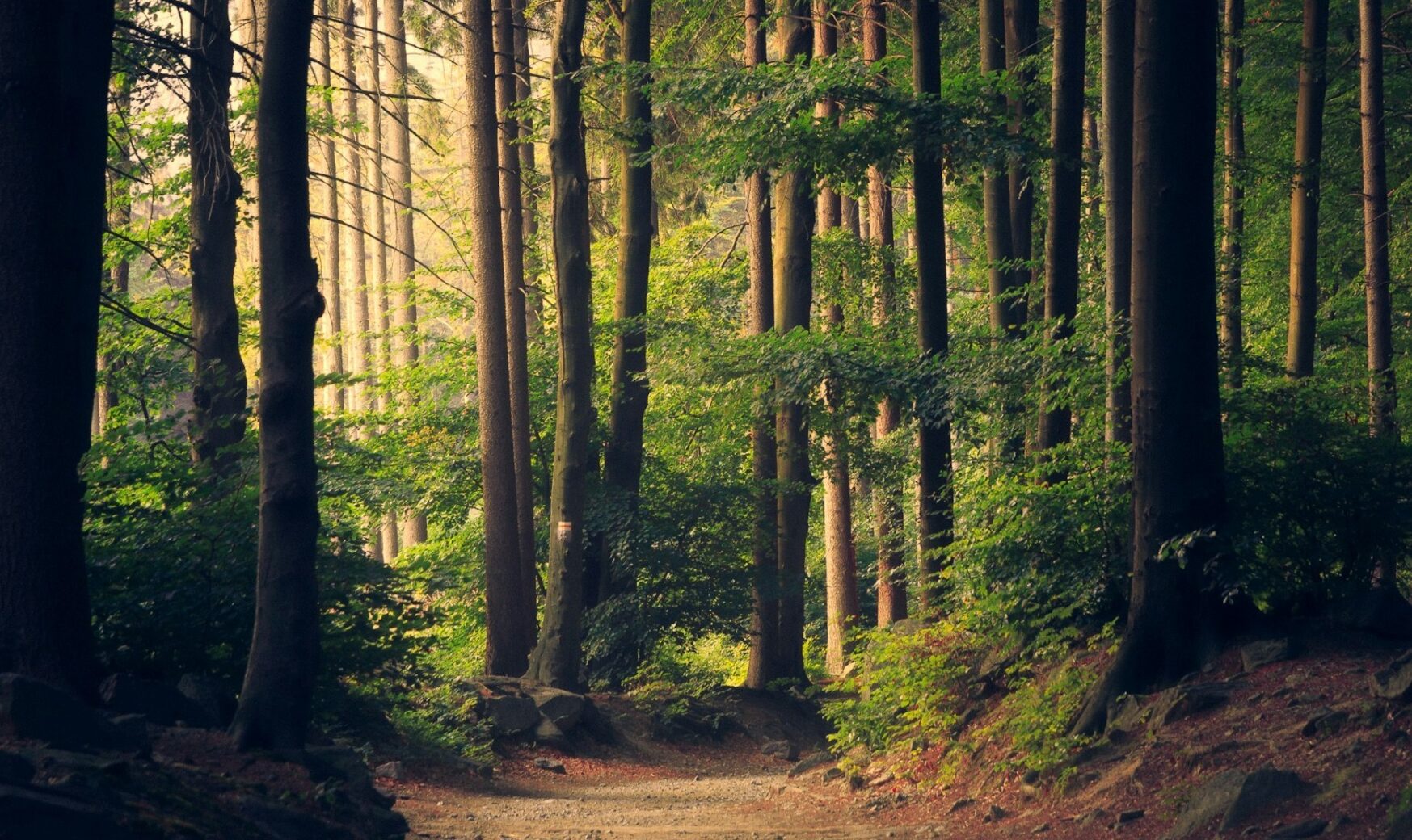 România angajează 1,7 milioane de euro pentru inventarul forestier național în Republica Moldova O inițiativă semnificativă pentru conservarea și monitorizarea pădurilor din Republica Moldova a fost anunțată recent de Ministerul Mediului de la Chișinău