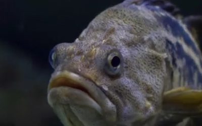 peste.jpg - PresaObiectiva