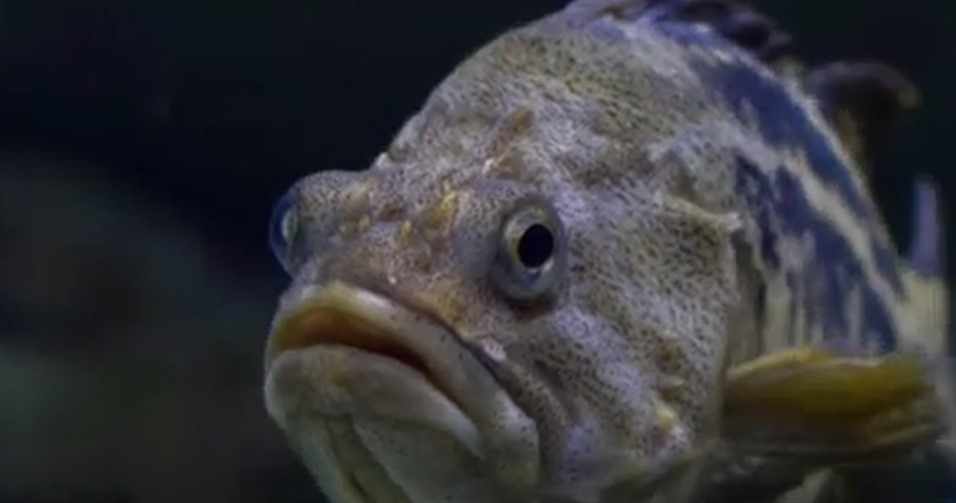 peste.jpg - PresaObiectiva