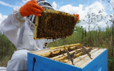 pexels-foolishmo-8227213.jpg - PresaObiectiva