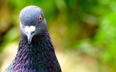 porumbel-natura-pasare-e1650119107355.jpg - PresaObiectiva