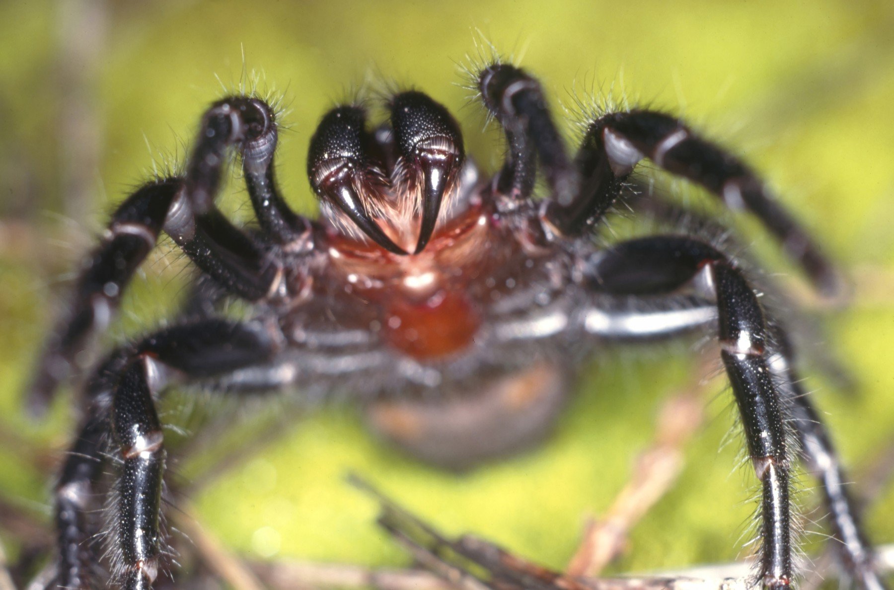 10 specii de păianjeni și țipari amenințate cu extincția în 2026