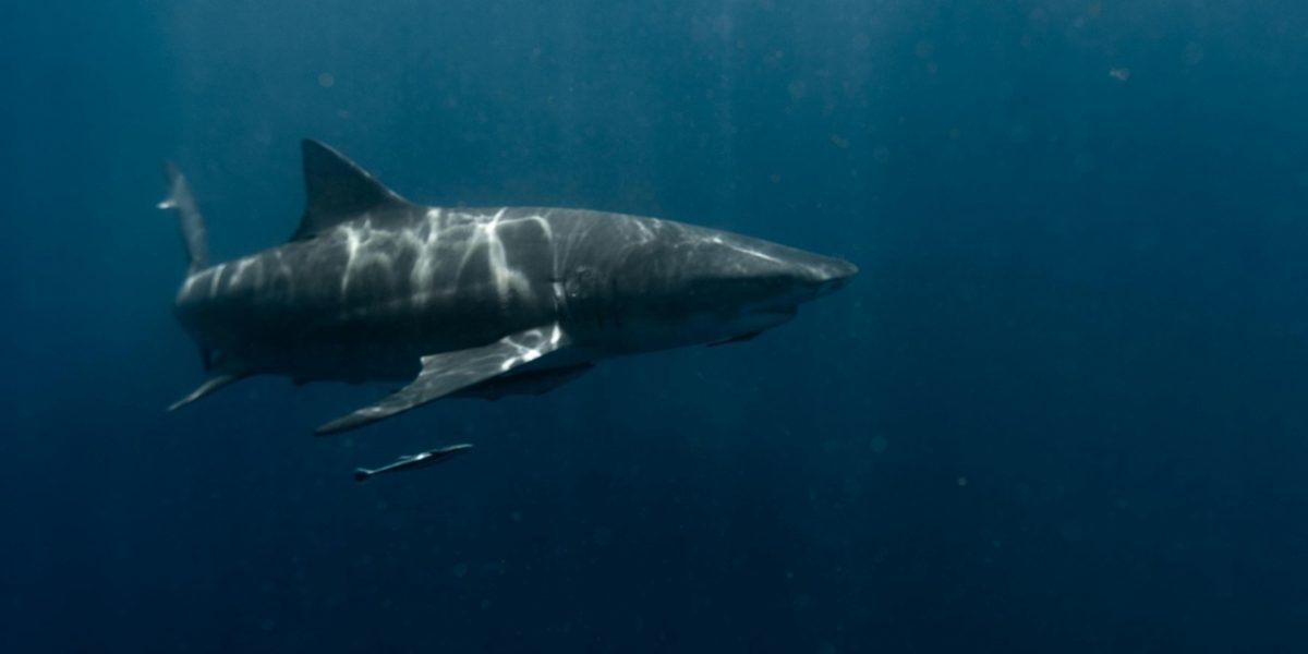 rachin-alb.jpg - PresaObiectiva