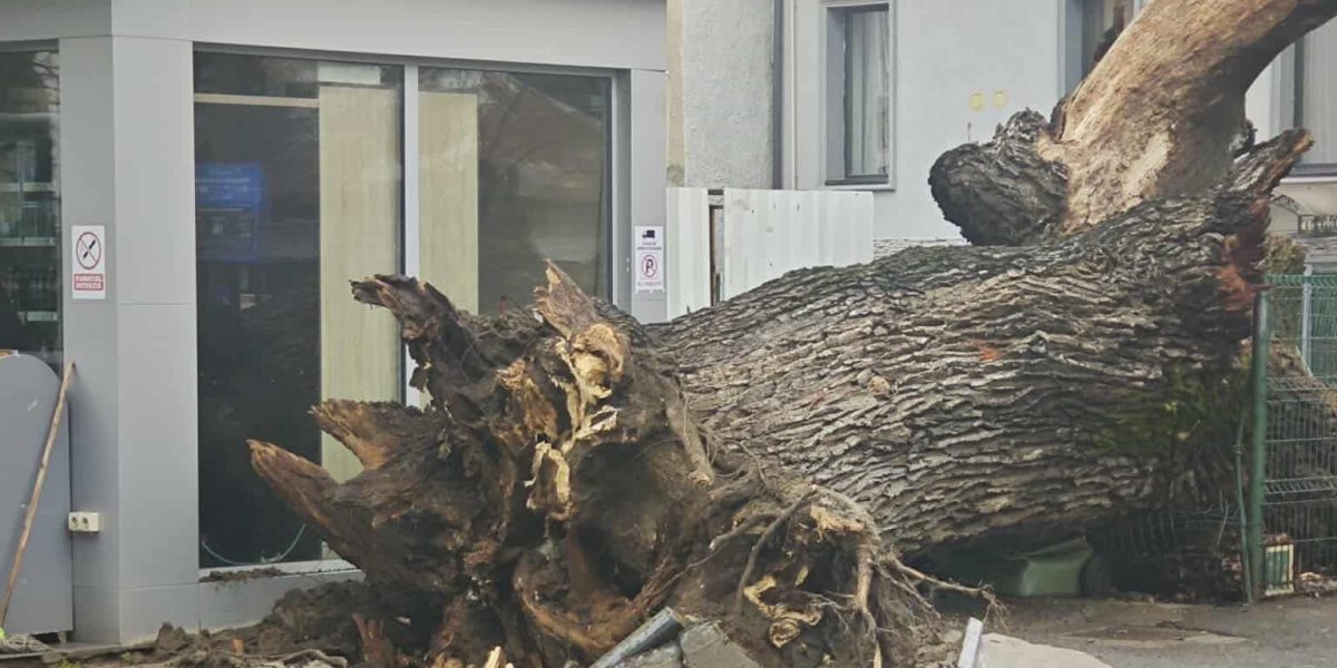 stejarvechi-e1767710263714.jpg - PresaObiectiva