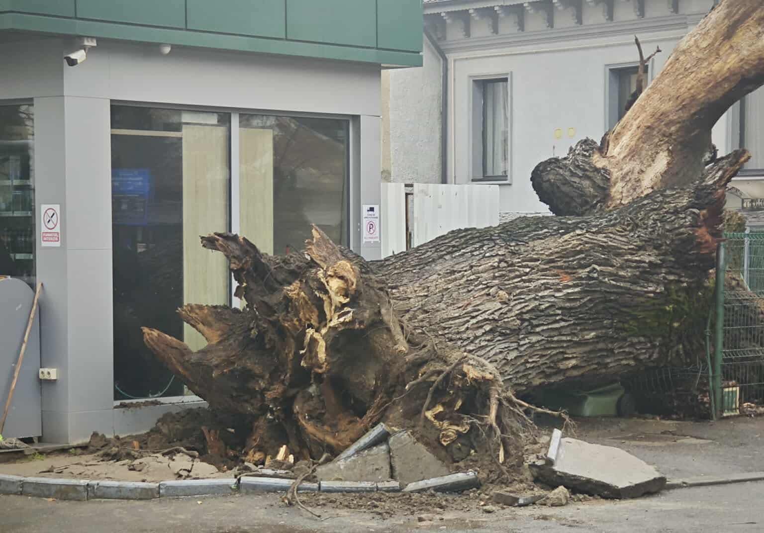 Un simbol al istoriei din București, un stejar cu o vechime de aproximativ 300 de ani, a fost doborât în această săptămână, lăsând în urmă nu doar o rană în peisajul urban, ci și o durere profundă pentru cei care conștientizează patrimoniul natural al orașului