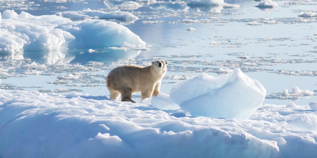 thomas_w_johansen_nasa_polar_bear_glacier_ice_0-e1655461035640.jpg - PresaObiectiva