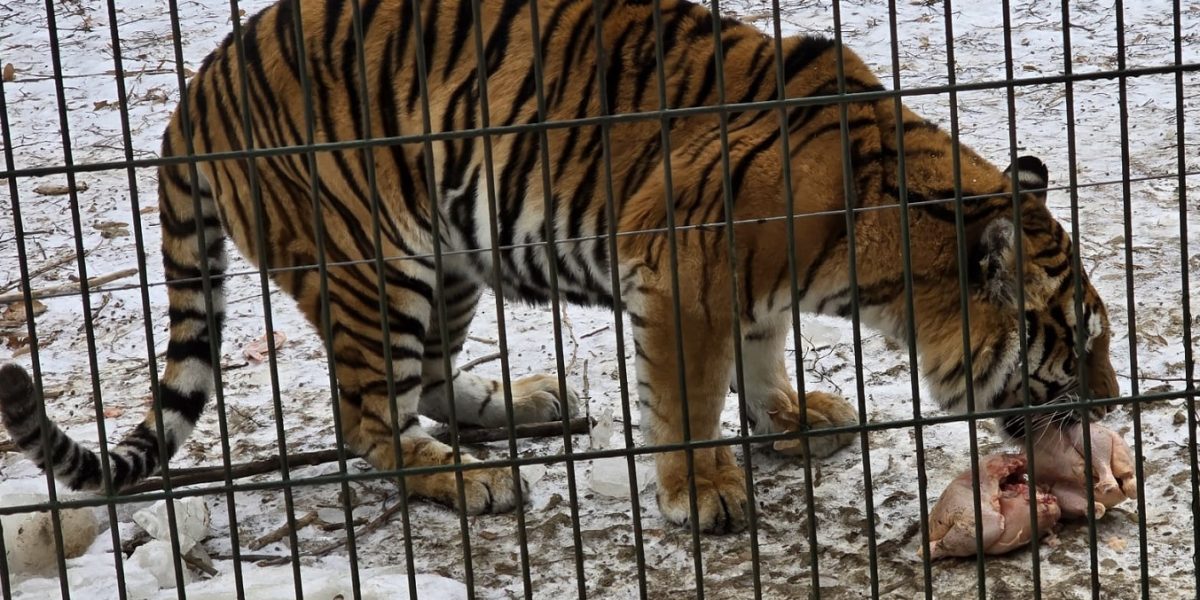 tigru-zoo-bucov.jpeg - PresaObiectiva