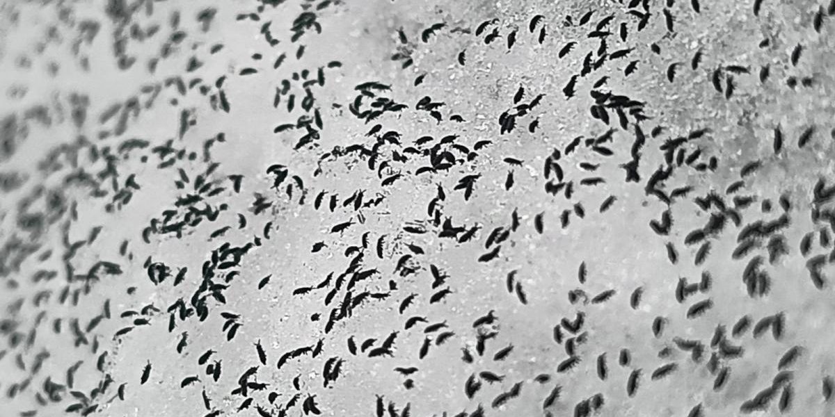 uhttps3A2F2Fobservatornews.ro2Fuploads2Fmodules2Fnews2F02F20262F12F152F6428782Fpurici.jpeg - PresaObiectiva