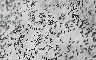 uhttps3A2F2Fobservatornews.ro2Fuploads2Fmodules2Fnews2F02F20262F12F152F6428782Fpurici.jpeg - PresaObiectiva