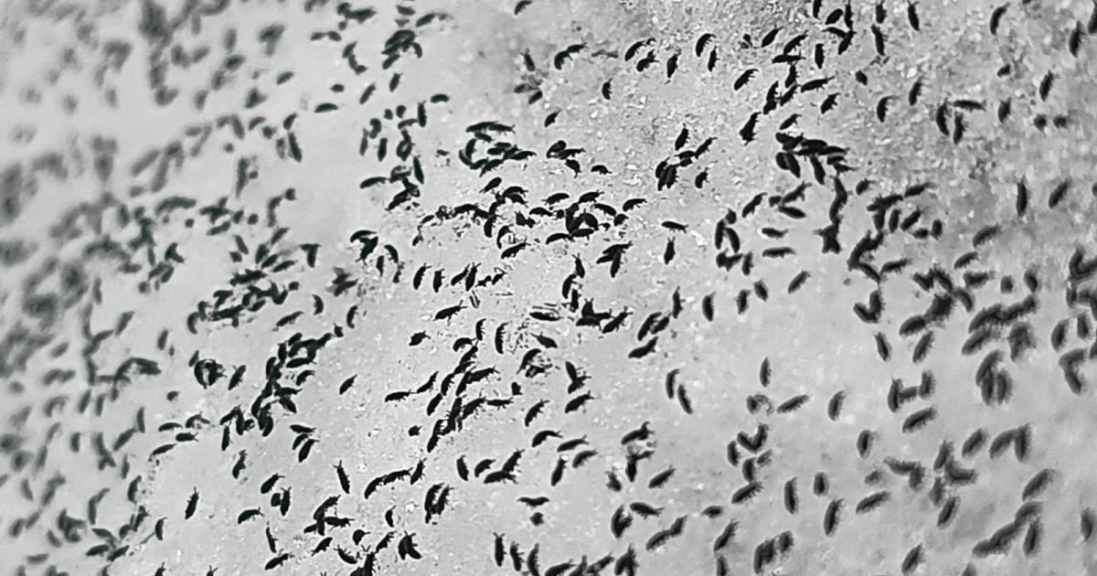 Clujul, sub asediul puricilor de zăpadă: supraviețuiesc la -8°C!