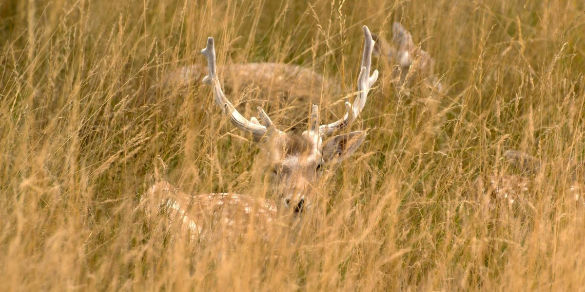 vanatoarecerbi.jpg - PresaObiectiva