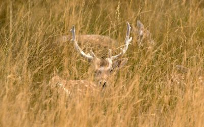 vanatoarecerbi.jpg - PresaObiectiva