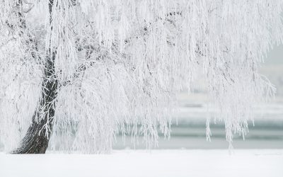 winter-1367153_1280.jpg - PresaObiectiva