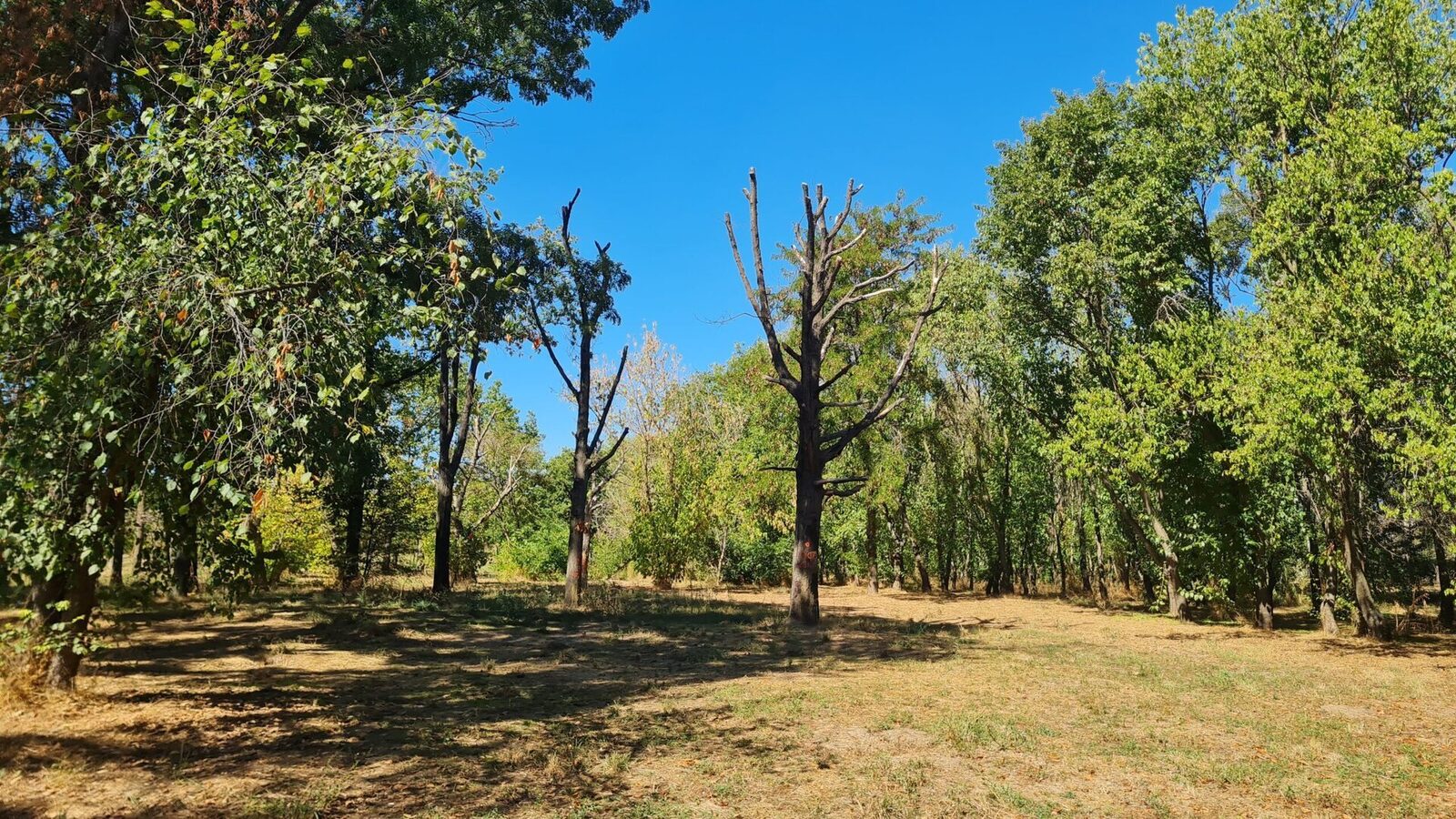 Primăvara trecută, un studiu recent a scos la iveală probleme critice cu copacii din Parcul Tineretului, unul dintre cele mai iubite și frecventate spații verzi ale Bucureștiului