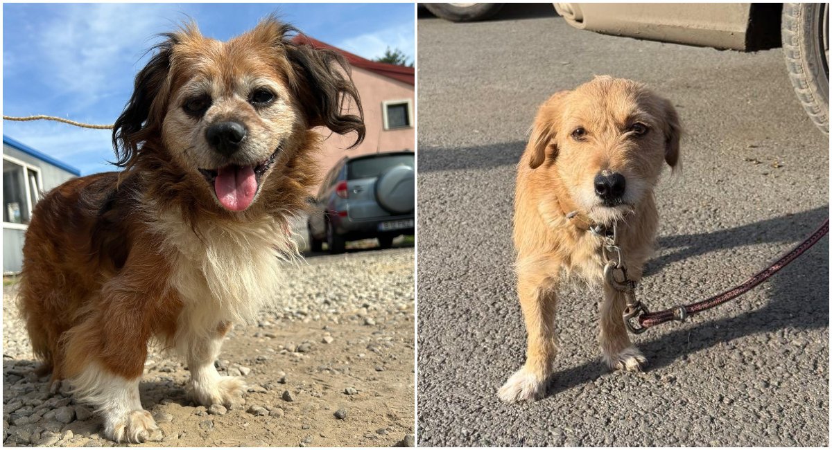 Bucureștenii care dețin câini de rasă comună trebuie să fie conștienți de legislația în vigoare privind responsabilitatea față de animal