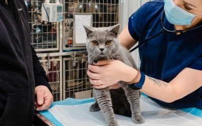 Campania-de-sterilizari-gratuite-pentru-pisici.jpg - PresaObiectiva