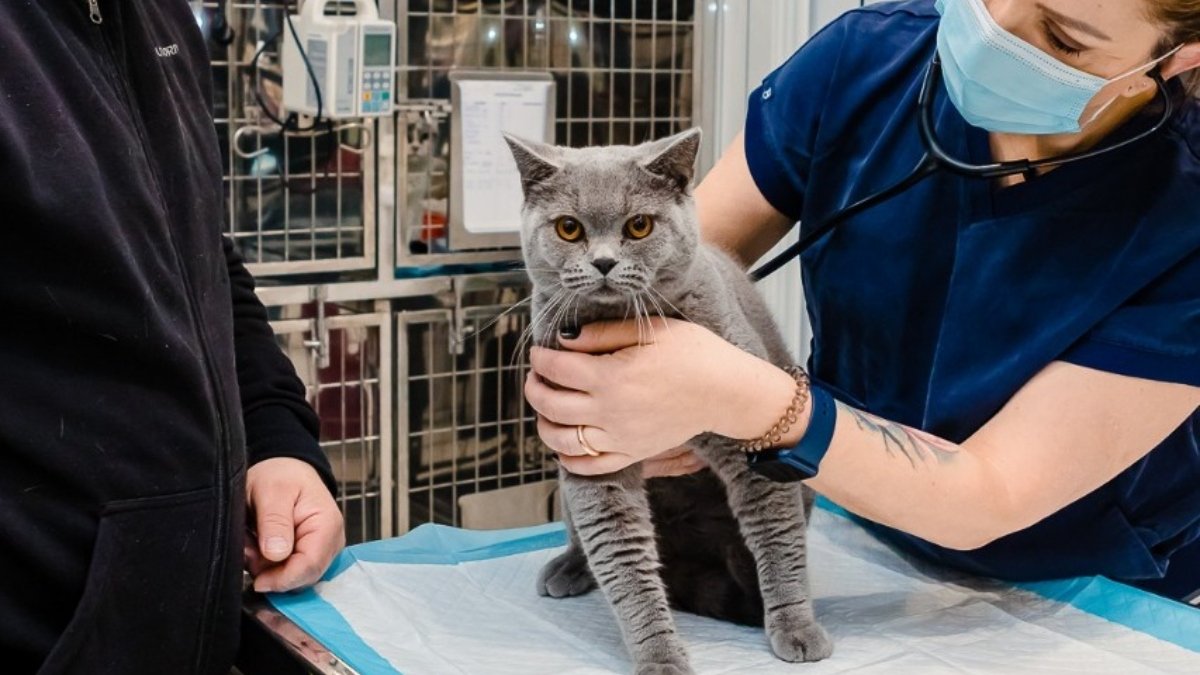 Primăvara se anunță cu acțiuni concrete pentru protejarea și gestionarea populației feline din București și din județul Ilfov