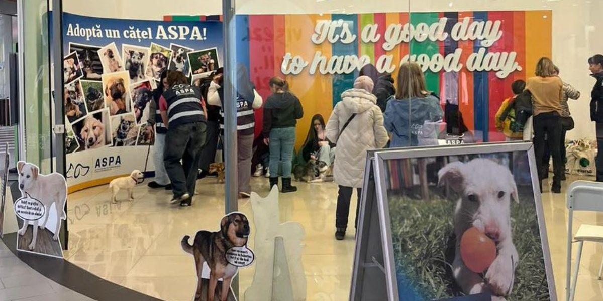 Catei-adoptati-primul-targ-de-adoptii-ASPA.jpg - PresaObiectiva