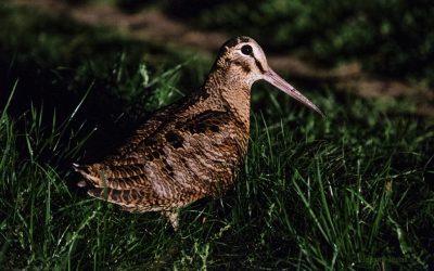 DSF2128l_1024x683.jpg - PresaObiectiva