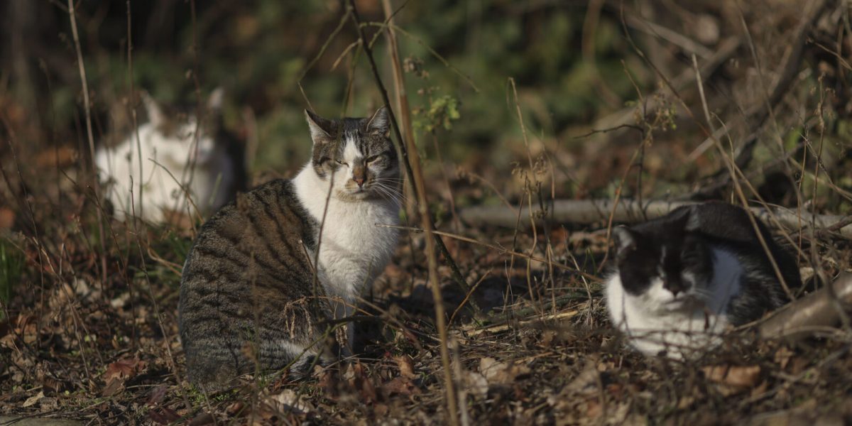 ID289854_INQUAM_Photos_Octav_Ganea-scaled-e1760529916143-1600x918-1.jpg - PresaObiectiva