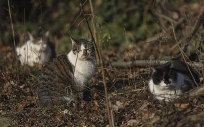 ID289854_INQUAM_Photos_Octav_Ganea-scaled-e1760529916143-1600x918-1.jpg - PresaObiectiva