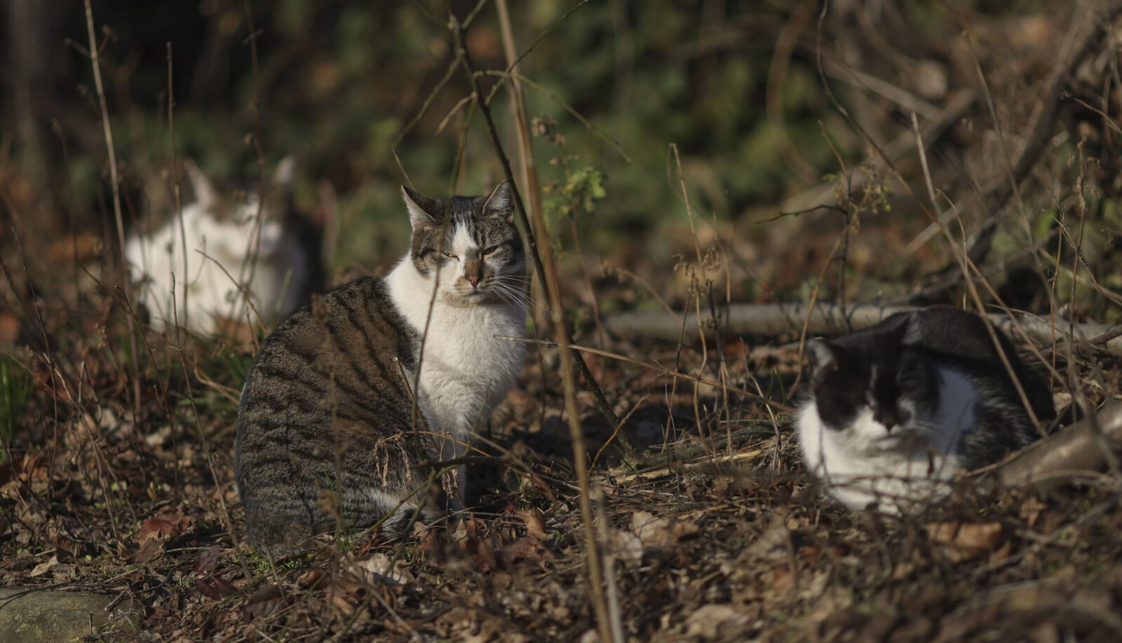 Sector 2: Programul „Blănoșii în siguranță” se derulează și în 2023