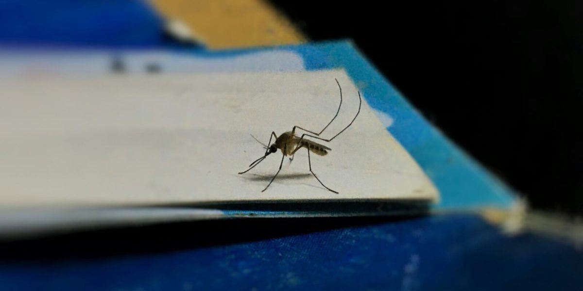 Ilfov-fara-tantari.jpg - PresaObiectiva