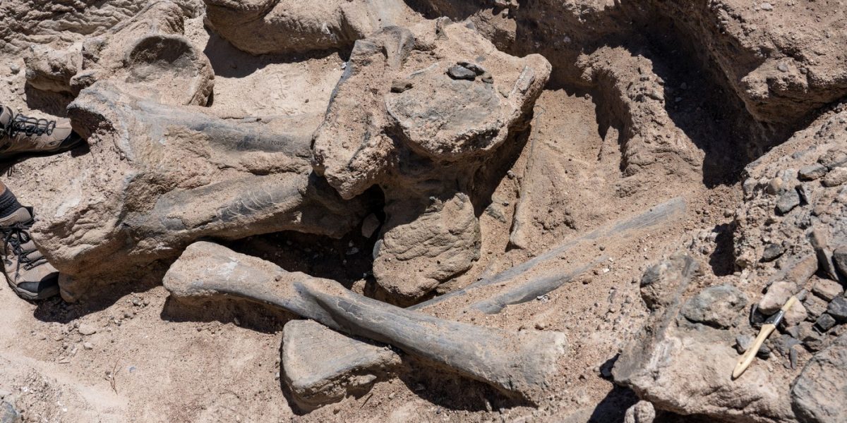 Oase-de-dinozaur.jpg - PresaObiectiva