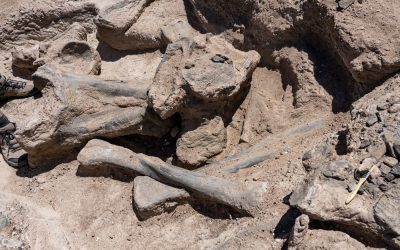 Oase-de-dinozaur.jpg - PresaObiectiva