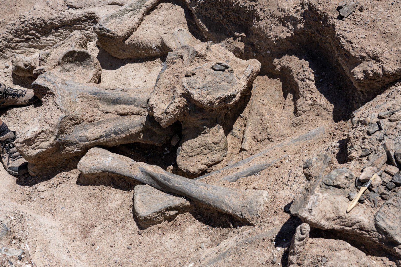 Descoperire revoluționară în paleontologie: fosila unui mic dinozaur din Spania schimbă cursul înțelegerii evoluției speciilor O descoperire remarcabilă a zguduit recent lumea științifică: fosilele unui mic dinozaur erbivor, numit Foskeia pelendonum, au fost descoperite în sudul Spaniei, oferind indicii inedite despre evoluția acestor reptile preistorice