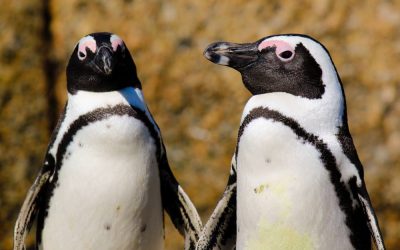 Pinguini-africani.jpg - PresaObiectiva