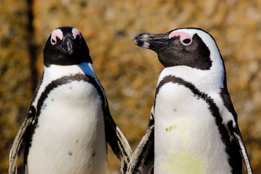 Într-un colț neașteptat al lumii, pinguinii africani își fac drum pe țărmurile temperate ale Golfului Betty’s Bay, în Africa de Sud, oferind o priveliște surprinzător de diferită față de imaginea clasică a acestor păsări nordice
