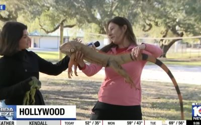 Screenshot-2026-02-02-at-10.29.50.jpg - PresaObiectiva