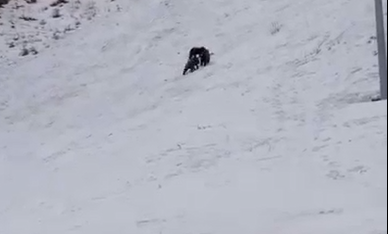 Screenshot-2026-02-05-135404.png - PresaObiectiva