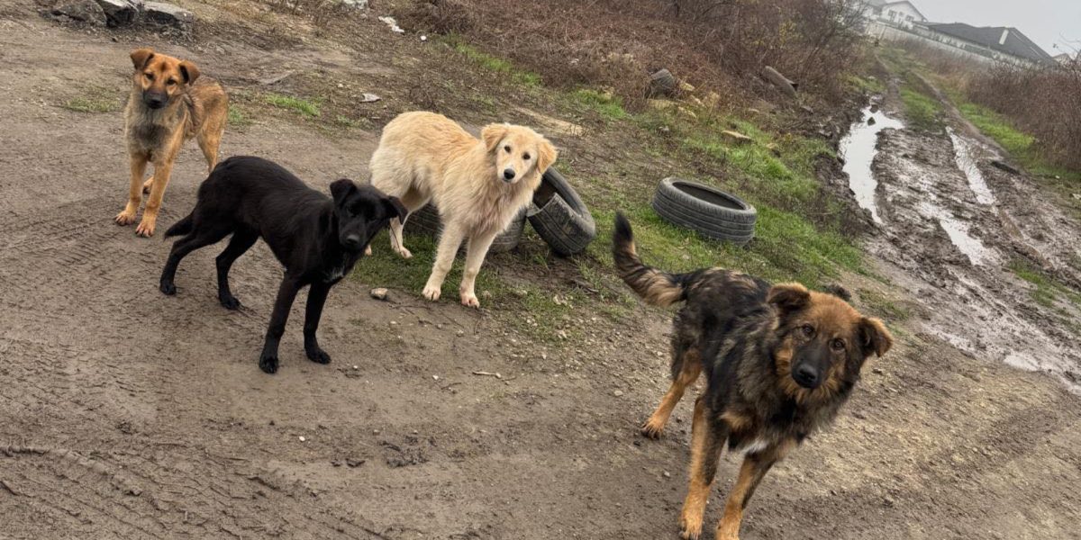 Sterilizare-caini-Ilfov.jpg - PresaObiectiva