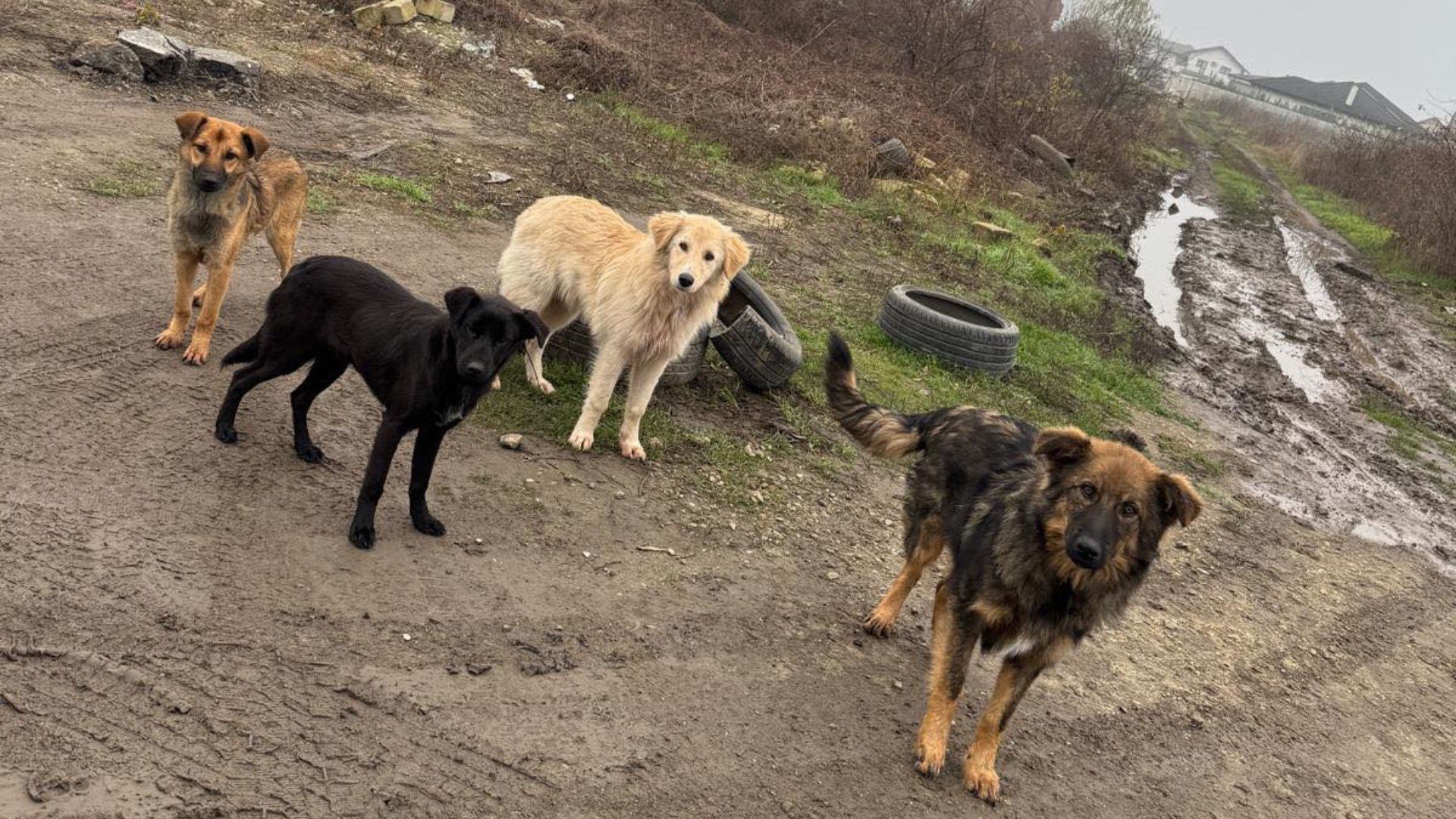 Campanie de sterilizări și microcipări gratuite în Ilfov, cu accent pe Popești-Leordeni Consiliul Județean Ilfov, prin Direcția pentru Protecția Animalelor, continuă demersurile menite să reducă numărul de câini fără stăpân și să asigure bunăstarea patrupedelor din comunitate