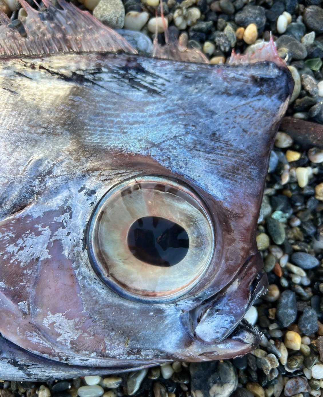 Pește unicorn rar, descoperit eșuat pe plaja din Italia