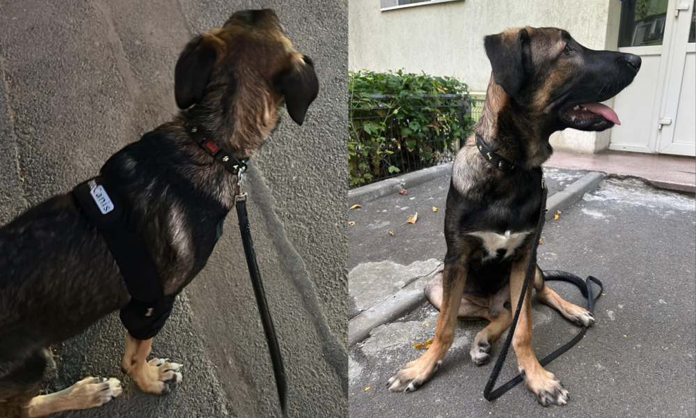 Untitled-design-37-1000x666.png - PresaObiectiva