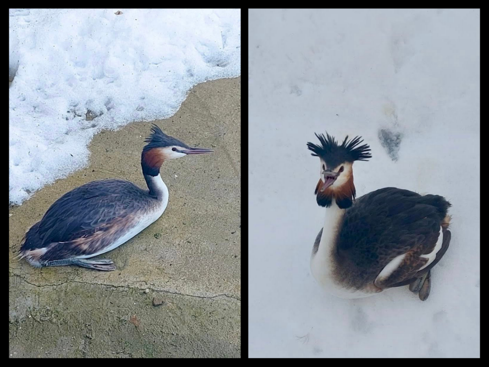 Pasre protejată salvată din captivitate pe o șosea din București O pasăre deosebit de rară și protejată de lege, corcodelul mare (Podiceps cristatus), a fost recent salvată după ce a fost descoperită captivă, într-o stare vulnerabilă, pe zăpadă, în curtea unei instituții din Sectorul 4 al Capitalei
