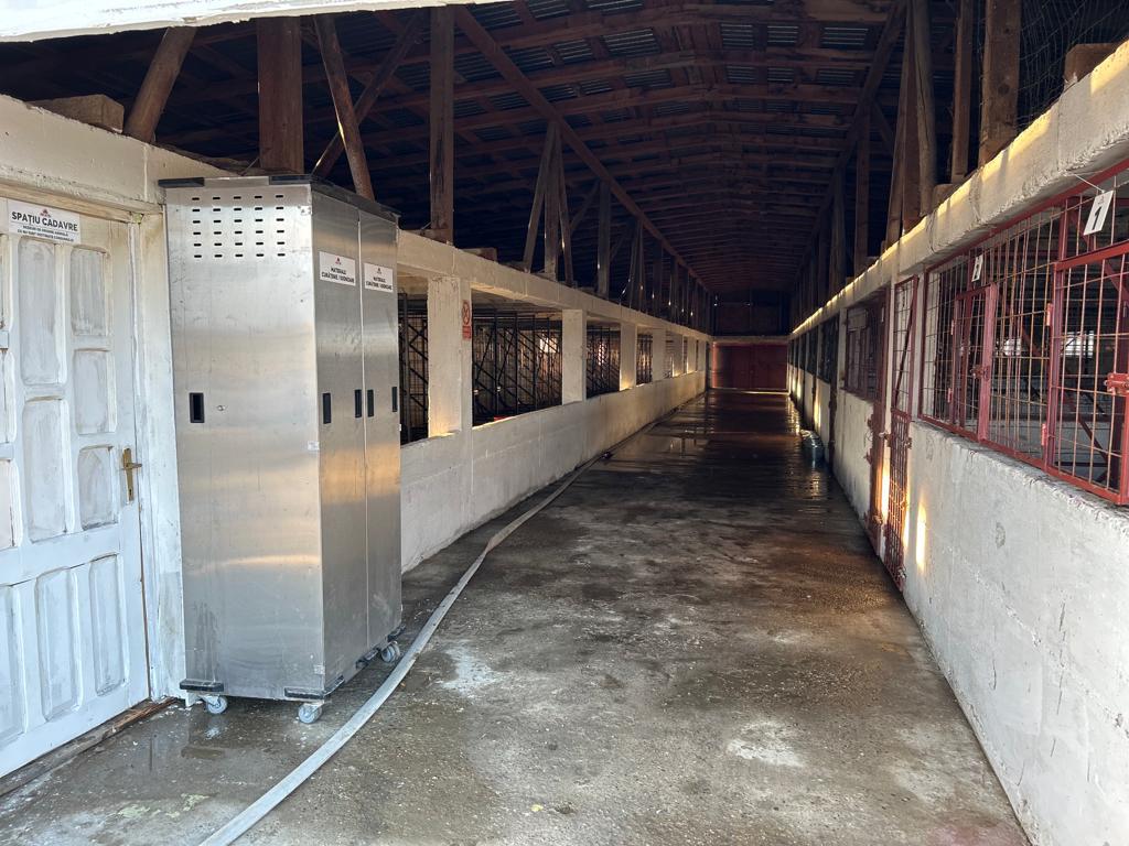 Primăria Grădiştea acuză firmele private de încălcări grave în gestionarea câinilor de la Vrancea; CJ Ilfov promite adăpost propriu