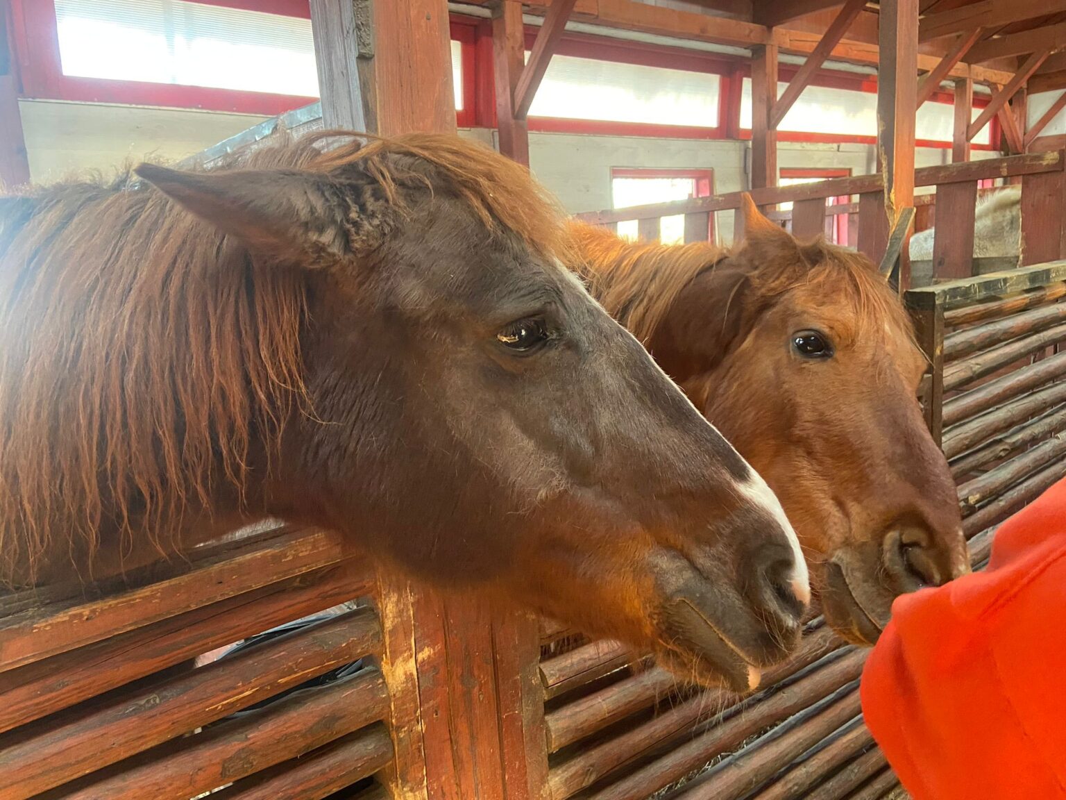 PMB achiziționează lucernă de 160.000 € pentru adăpostul de la Tei Toboc, peste 250 de cai salvați din 2008