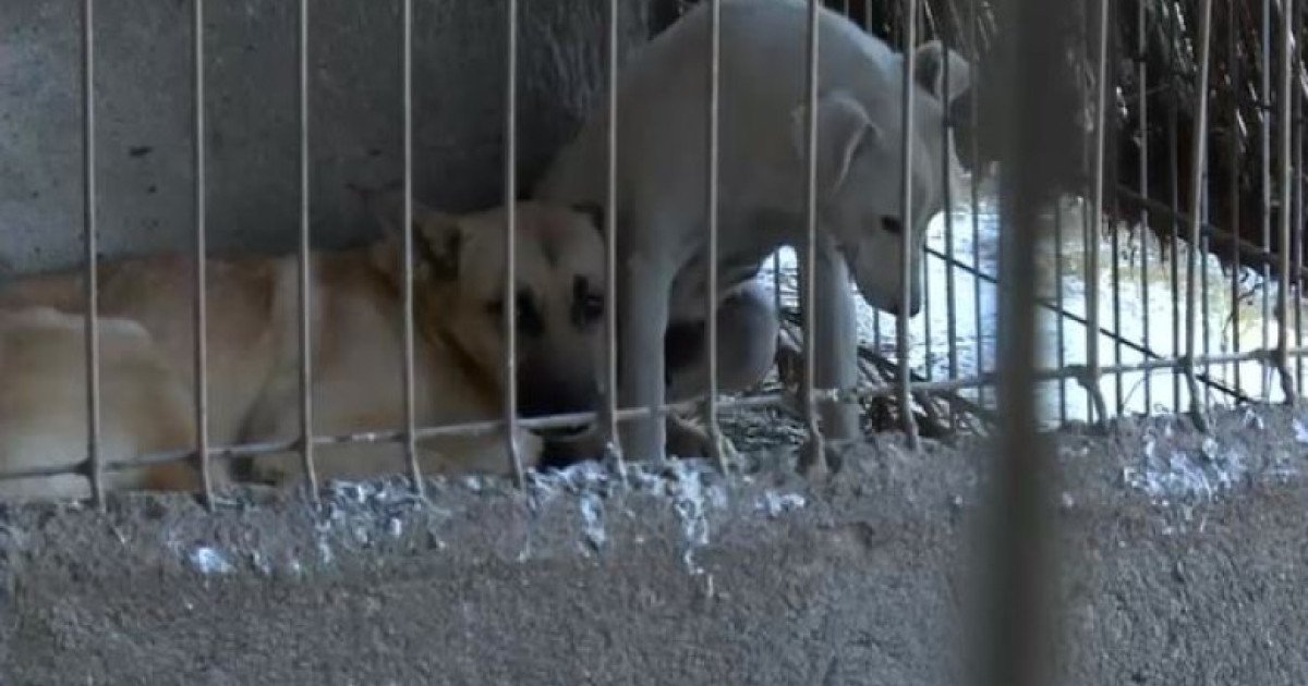 „Câini schingiuiți salvați din adăpostul de la Suraia: o tragedie ascunsă”