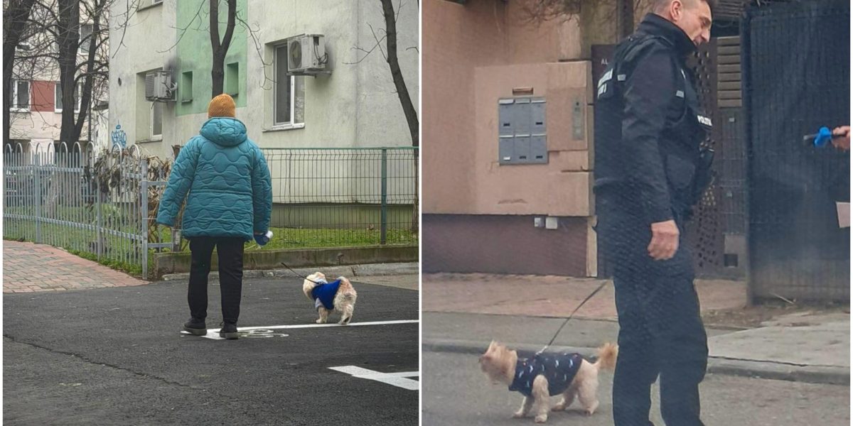 amenzi-bucuresteni-care-nu-strang-dupa-cainii-lor.jpg - PresaObiectiva