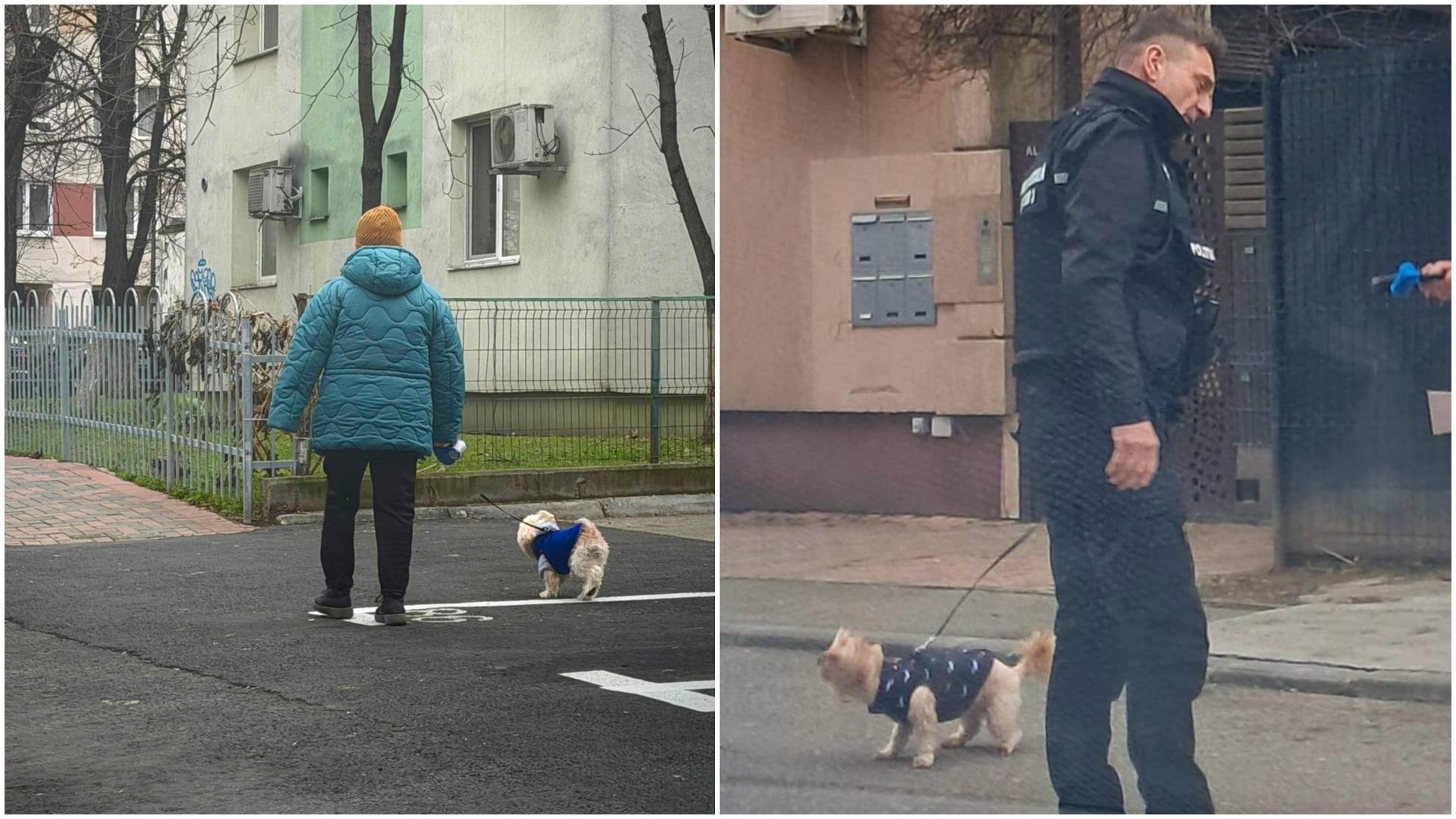 Sector 3, amenzi de peste 10.000 lei pentru nepăstrarea curățeniei după câini