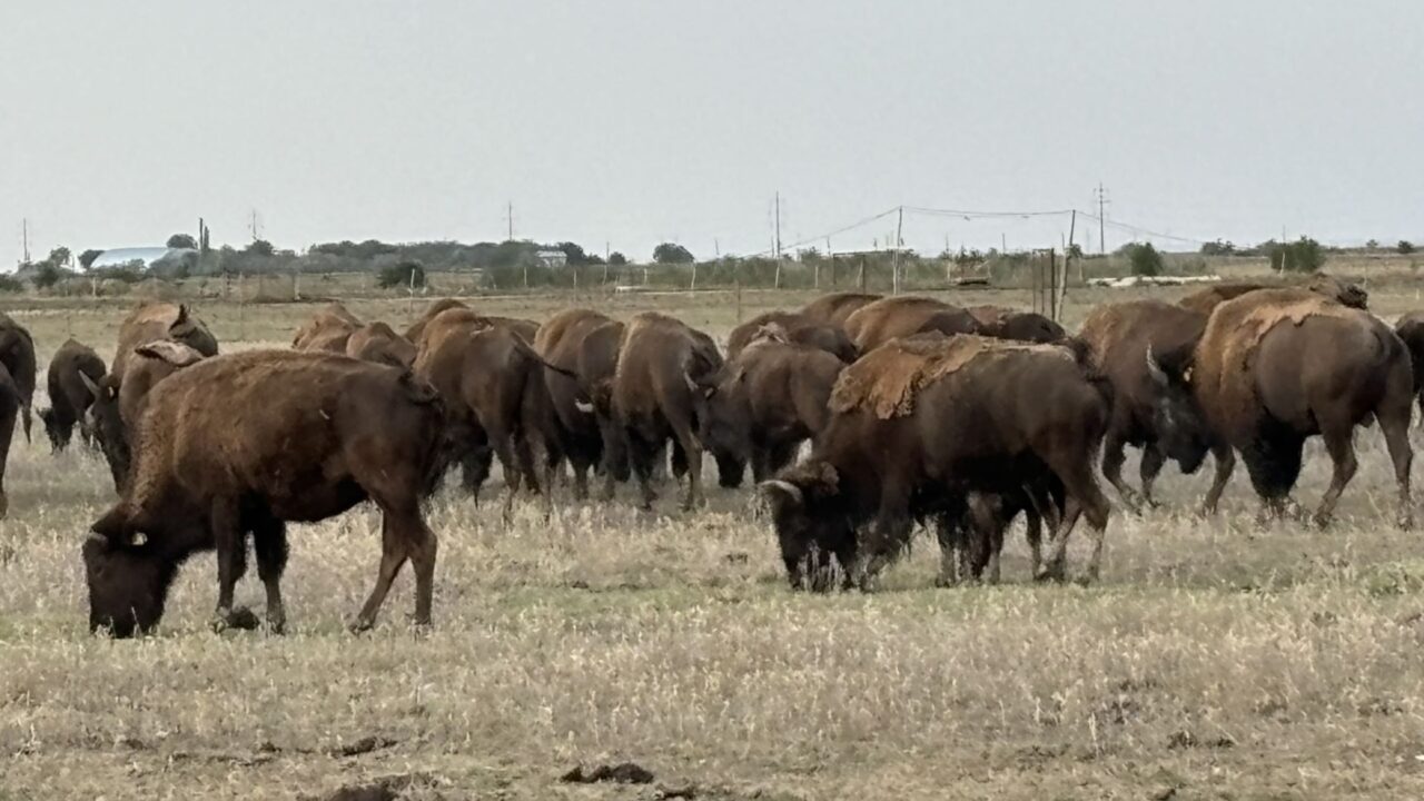 Zeci de animale, printre care bizoni, căprioare și cerbi, găsite moarte la ferma din Recea Cristur din cauza subnutriției