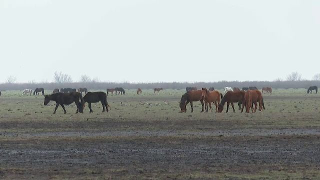 cai-letea-1.png - PresaObiectiva