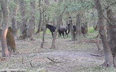 caii-salbatici-de-la-letea.jpg - PresaObiectiva